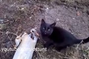 Коти люблять москалів.Відео