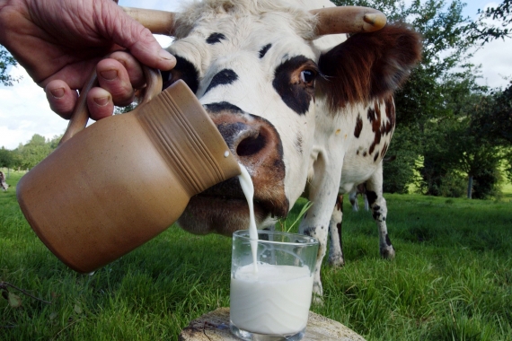 Десять молочних українських компаній отримали дозвіл на експорт в ЄС